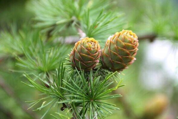 pinecones for parasites