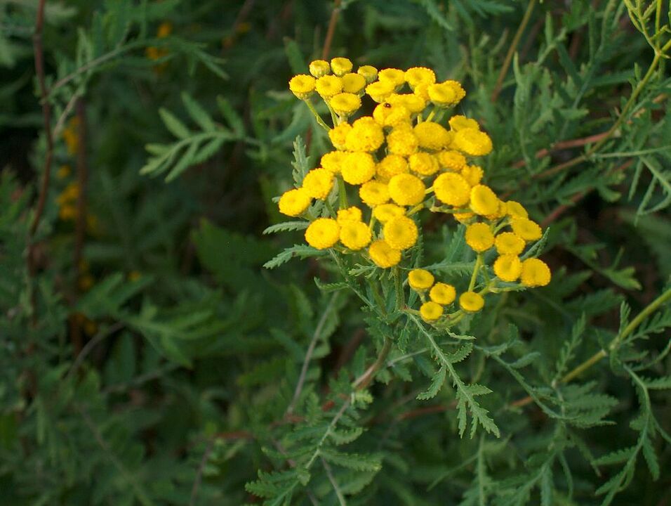 Tansy, which is part of the anti-parasitic mix
