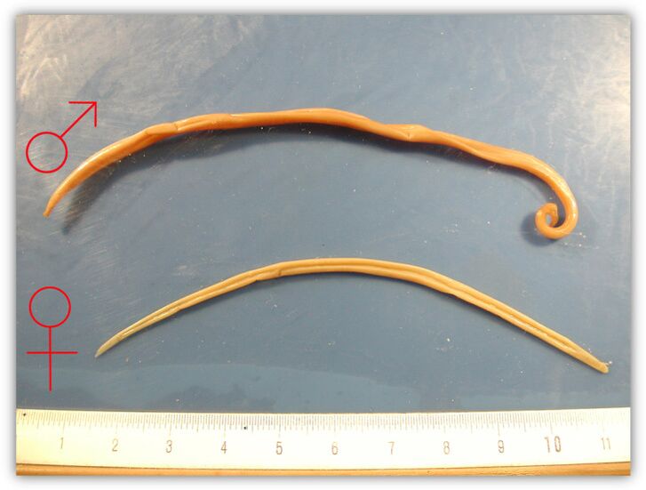Life size female and male roundworm