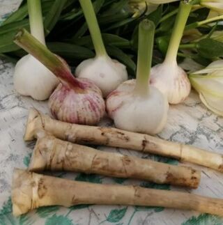 Ramaim and Garlic against Lamblia