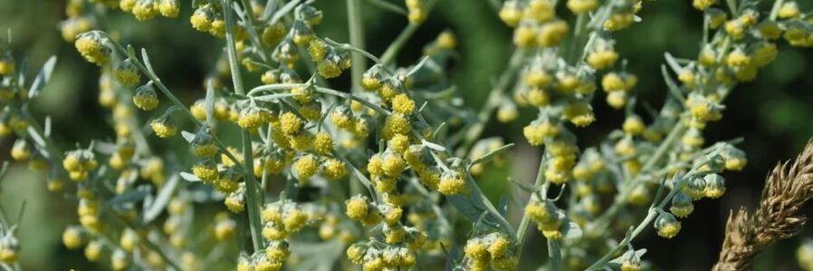 wormwood against worms